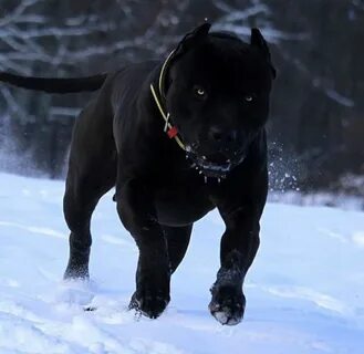 Cane Corso Pitbull Mix Black - dog.aircharterserviceplc.com