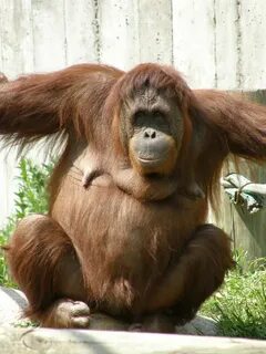 Orangutan at St. Paul Zoo Jim Bowen Flickr