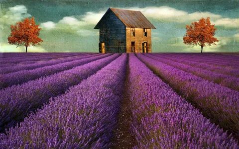 Lavender - картинки