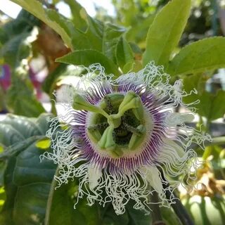 Passiflora edulis 'Frederick' (seeds)