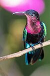 Purple-throated Carib by Peter Beesley - BirdGuides