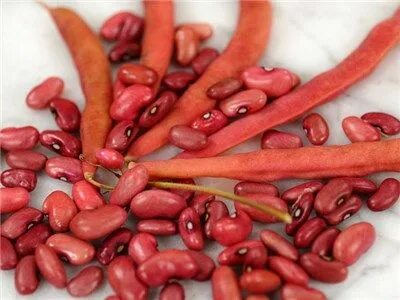 Slippery Silks Bean Baker Creek Heirloom Seeds Heirloom seed