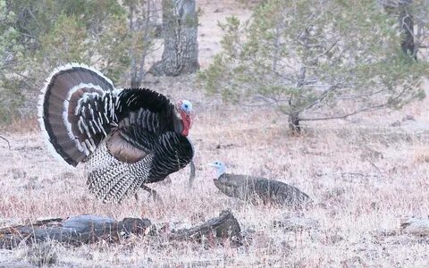15 Yard Files: Gould's Turkey Hunting Desktop Background