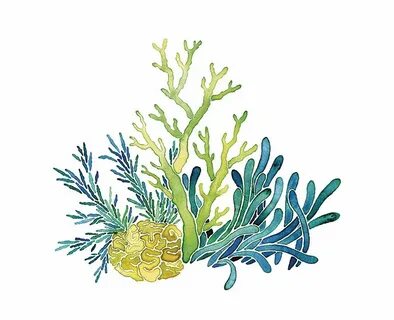 Sea Plants Plant illustration, Coral painting, Sea illustrat