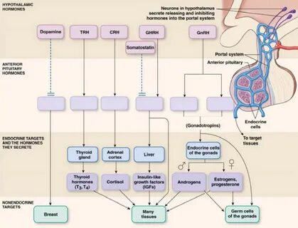 Diagram of Anterior Pituitary Hormones, Pituitary Gland Quiz