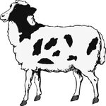 Sheep - Black and white clipart. Free download transparent .