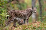 Eurasian Lynx The Parody Wiki Fandom