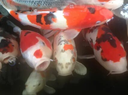 Koi Day out