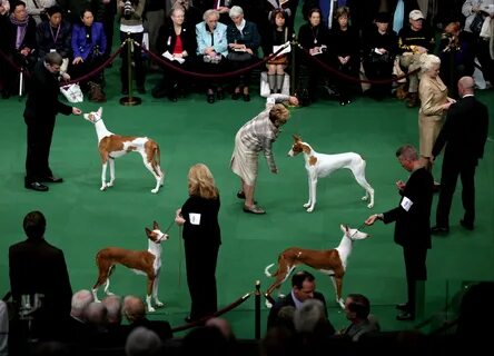 Images: Westminster Kennel Club Dog Show