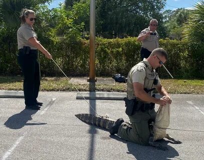 Hangry' alligator chases customers in Florida Wendy’s parkin