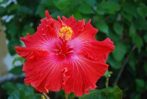 Tahitian Fireball Hibiscus, Rose of sharon, Hollyhock