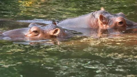 Hippo Water Hippopotamus Amphibius: стоковое видео (без лице