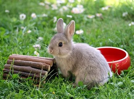 Kaninchen Beschäftigung: Spielzeug für Kaninchen Kaninchen, 