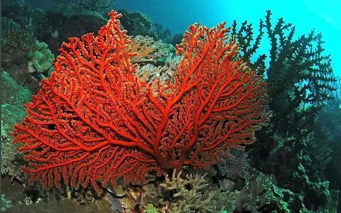 red coral ocean images - Google Search Животные, Коралл, Под