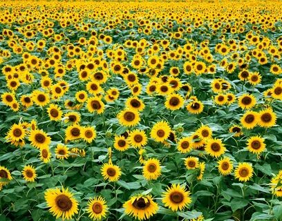 The Prettiest Sunflower Fields to Visit Across the U.S. Sunf