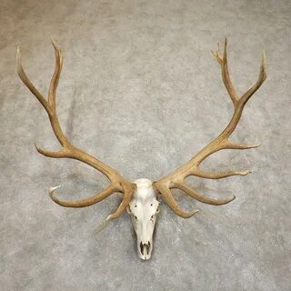 Rocky Mountain Elk Skull European Mount #19557 For Sale - Th