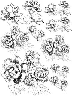 Drawn rose bush black gray rose - Pencil and in color drawn 