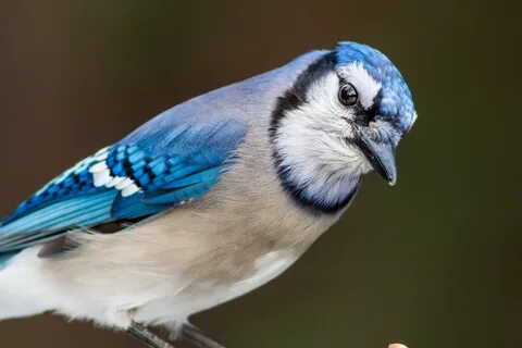 Blue Jay wallpapers, Animal, HQ Blue Jay pictures 4K Wallpap