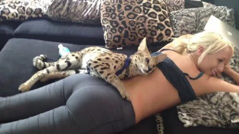 Exotic Cat Loves Girl!! - YouTube