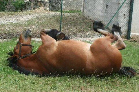 Sleeping horse Funny horse pictures, Funny horses, Lazy anim