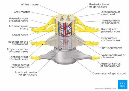 35 Spinal Cord With Label - Label Design Ideas 2020