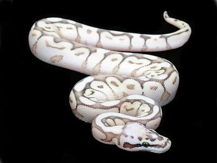 Nuclear Bee - Morph List - World of Ball Pythons