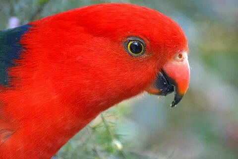 King Parrot Pictures