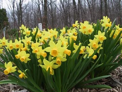 daffodil - Spring. Underplant these naturalizing bulbs under