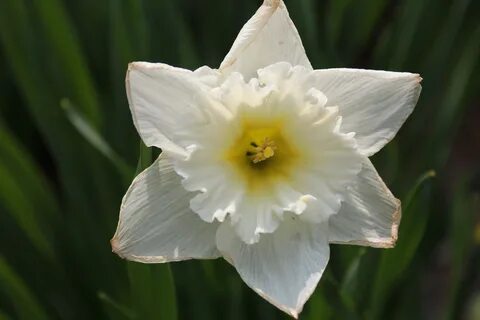 Jonquil is a kind of daffodil free image download