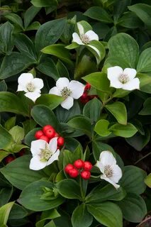 Bunchberry Plants, Shade garden, Woodland plants