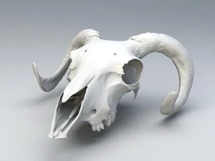 Ram Skull 3d model Object,Zbrush files free download - model