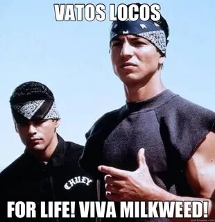 VATOS LOCOS FOR LIFE! VIVA MILKWEED! - blood - quickmeme