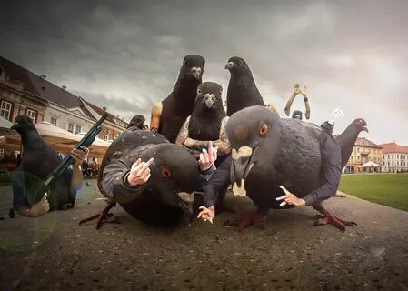 gangsta pigeons :D ahaha Funny birds, Funny pictures, Animal