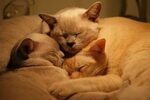 20 Adorable Pictures of Kittens Hugging Each Other Cat cuddl