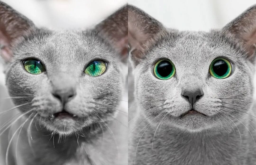 Russian Blue Cats Xafi & Auri в Instagram: "Cat eyes: day vs night...