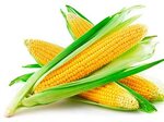Семена кукурузы Ферум (ФАО 180) - купить в ТД "Деметра-Агро"