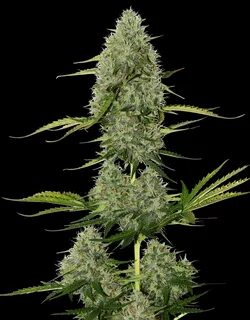 BCN Critical XXL Auto Cannabis Seeds by SeedStockers Seeds -