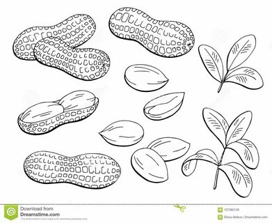 Peanut Graphic Black White Isolated Sketch Illustration Vect