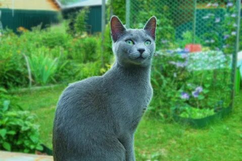 Все о русской голубой кошке: особенности внешнего вида и хар