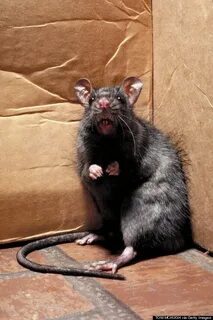 Mutant Super Rats Invading Liverpool': Pest Controllers Say 