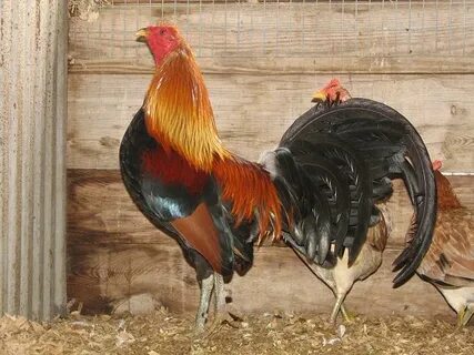 Chandler Gamefowl Farm