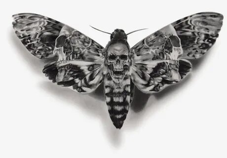 Dead Head Hawk Moth - Free Transparent PNG Download - PNGkey