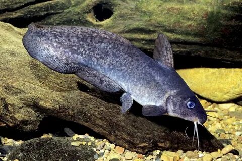 Eel-tailed Catfish Freshwater catfish, Fish, Freshwater fish