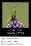🐣 25+ Best Memes About Confused Grasshopper Confused Grassho