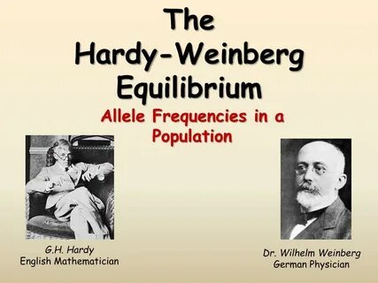 The Hardy-Weinberg Equation Pogil Answer Key - 23 The Hardy 