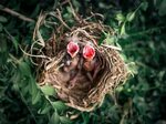 Baby Birds Nest by 42 North on Dribbble