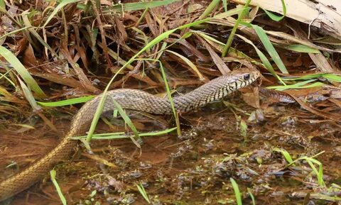 File:Indian rat snake,Ptyas mucosa.jpg - Wikimedia Commons