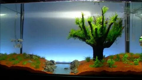 Aquascape "River of Hope" Day 20 - Aquascaping - YouTube