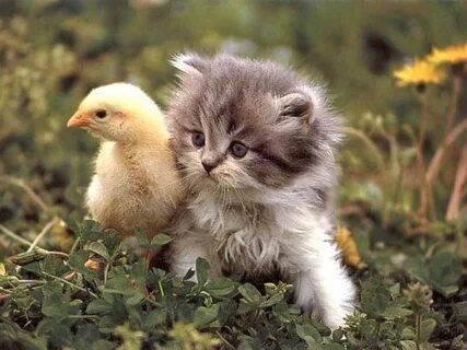 Вот такая вот дружба))) Kittens cutest, Cute animals, Animal