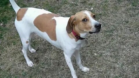 beagle coonhound Online Shopping